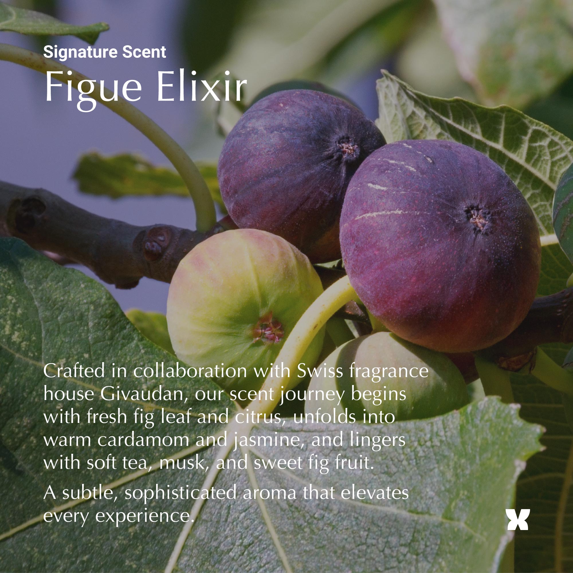 Fragrance Candle -Figue Elixir