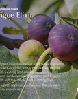 Fragrance Candle -Figue Elixir